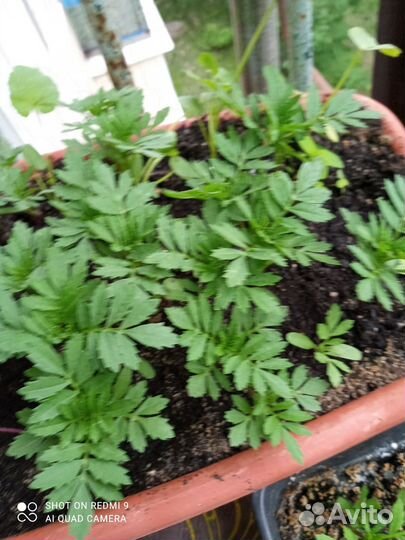 Рассада цветов бархатцы