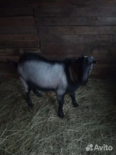 Козел на случку