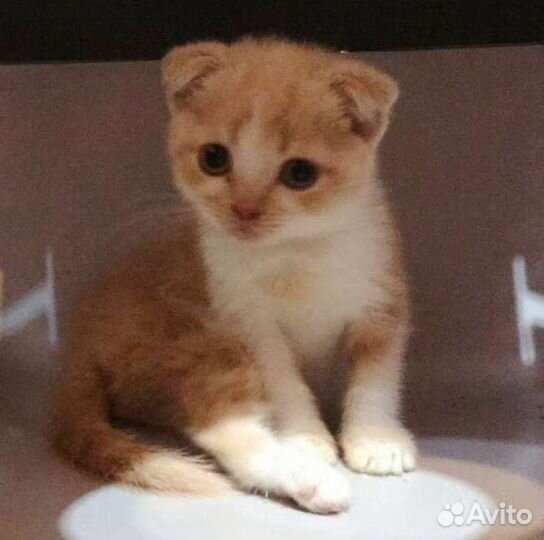 Вислоушата