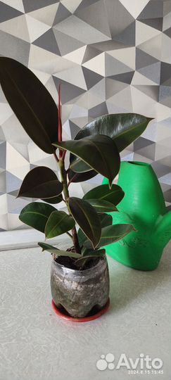 Комнатные цветы