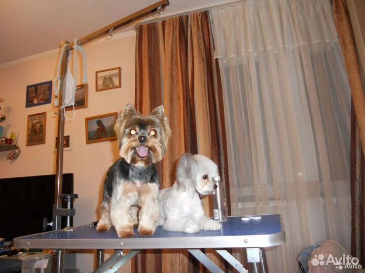 Стрижка собак всех пород