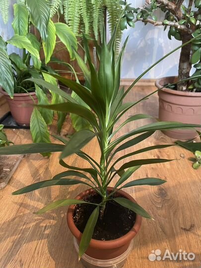 Цветы комнатные