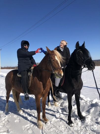 Конная прогулка/тренировка