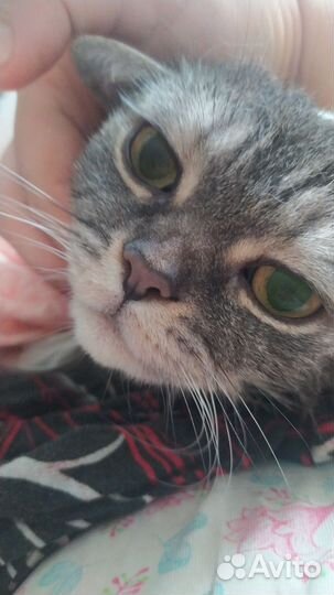 Кошка британка