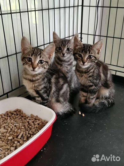 Котята леопардики в дар