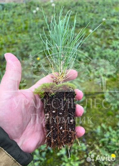 Горная сосна Мугус с зкс сеянцы