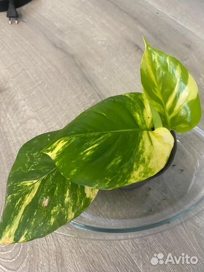 Эпипремнумы пиннатум еллоу и пиннатум вайт