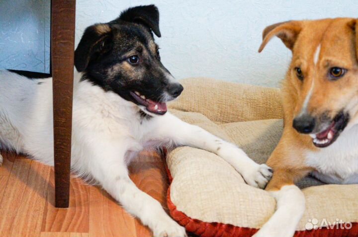 Ищет дом щенок не крупной Собачки Нелли