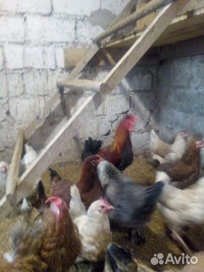 Петух и куры