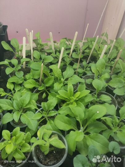 Петуния семенная