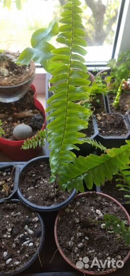 Комнатные растения