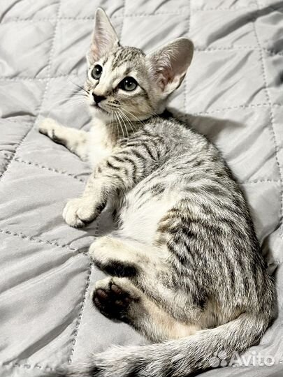 Саванна серебро