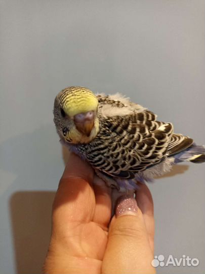 Птенцы волнистого попугая