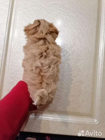 Мини Мальтипу ф1 бейби-фейс