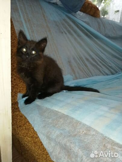 Кошка в дар бесплатно