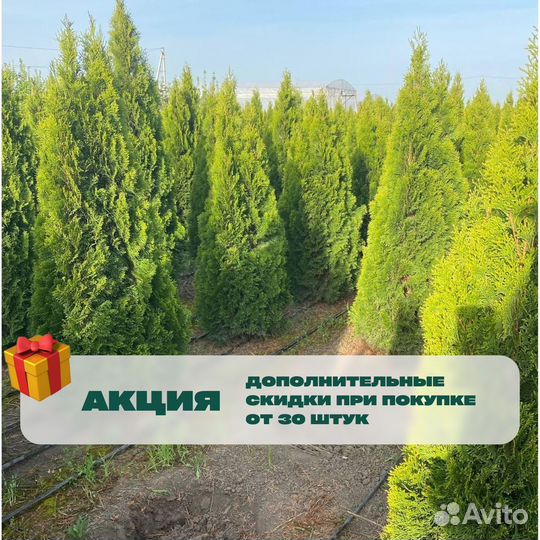 Туя колумна 170 см