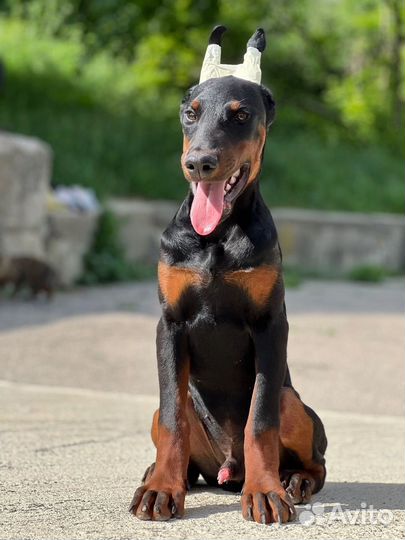 Доберман