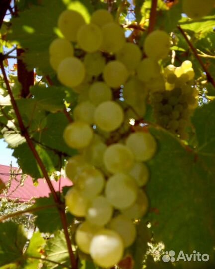 Виноград