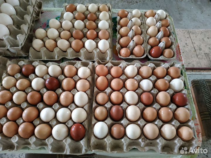 Инкубационное яйцо породных кур