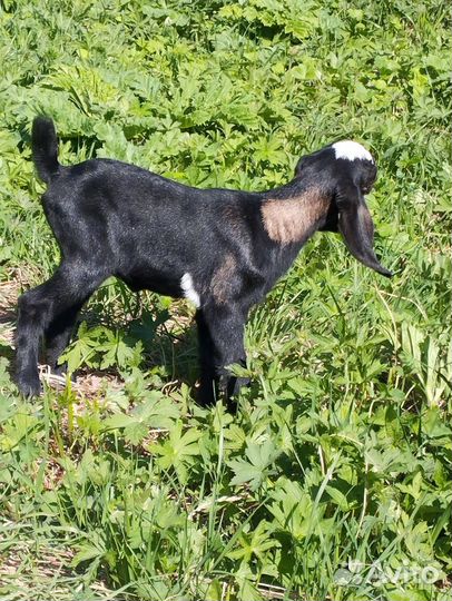 Англо нубийские козочки