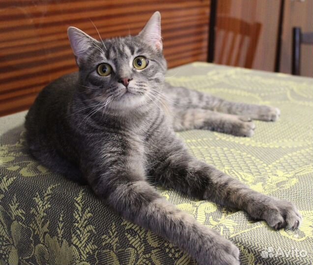 Котик Вениамин ищет свою Семью