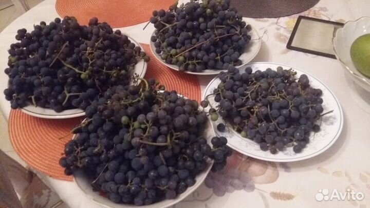 Виград районированный