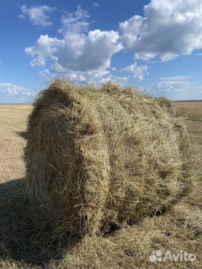 Сено в рулонах луговое,суданка, просянка