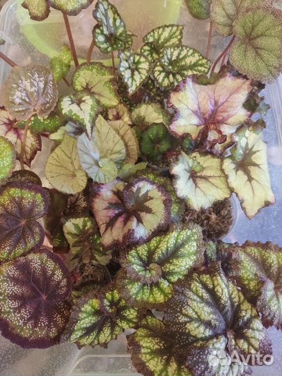 Распродажа бегоний