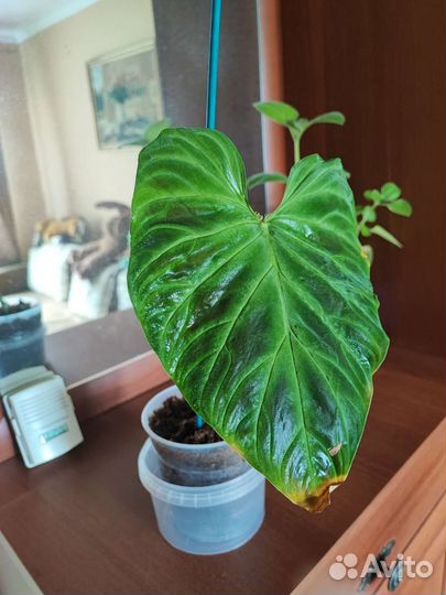 Филодендрон камуфляж, Филодендрон веррукозум