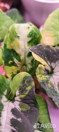 Сингониум Scrambled Eggs