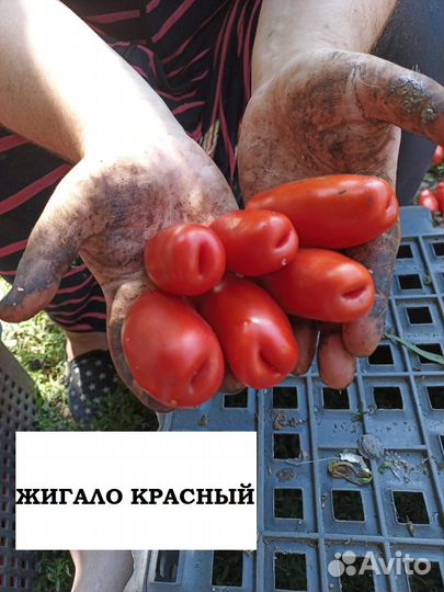 Семена томат помидор