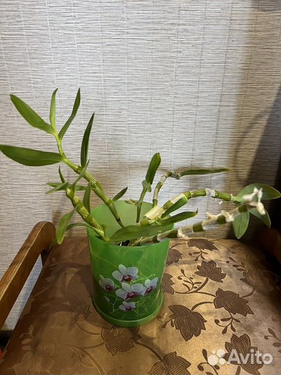 Орхидея дендробиум нобиле 3 в 1