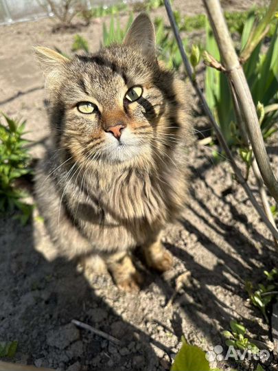 Котик в добрые руки