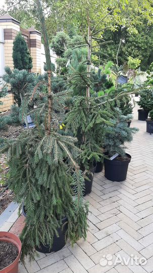 Ель пендула, пихта, кипарисовики, сосны на штамбе