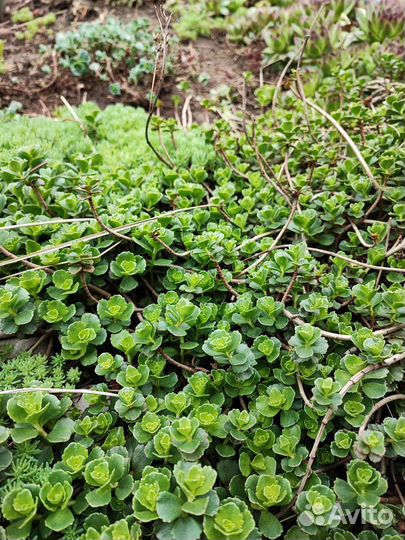 Цветы многолетники