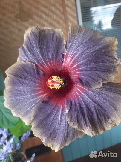 Сортовые гибискусы