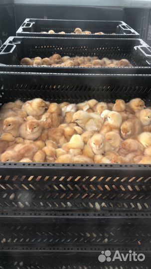 Цыплята Ломан Браун