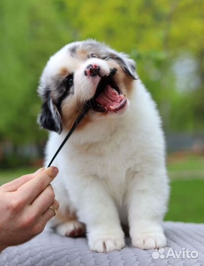 Щенки аусси