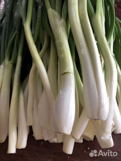 Зеленый лук