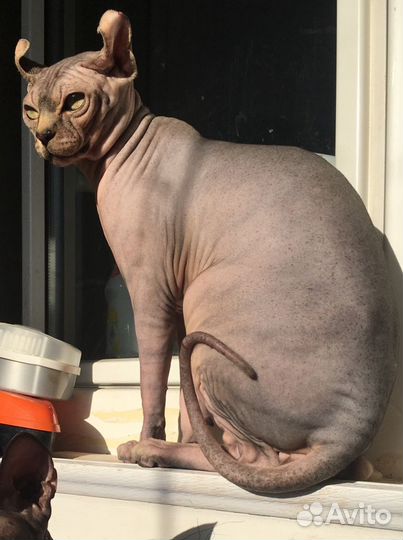 Канадский сфинкс