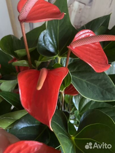 Антуриум пур оранж