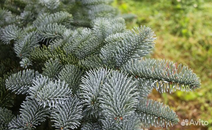 Еловые ветки для укрытия растений