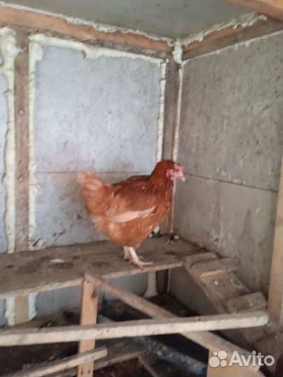 Курятник для кур
