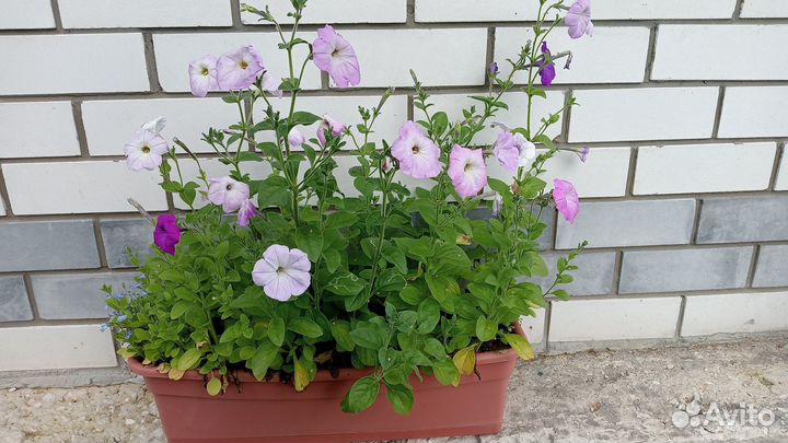 Цветочный микс из однолетников в балконном ящике