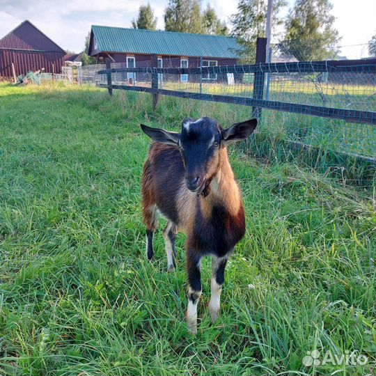 Козел породистый на племя