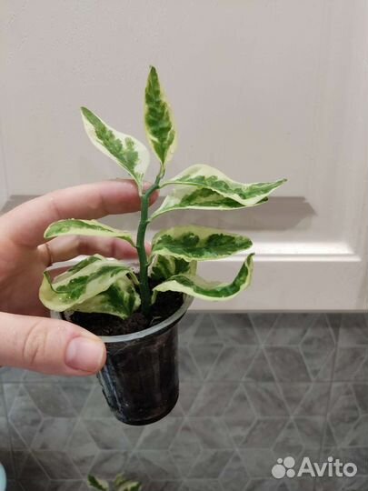 Комнатное растение (педилантус)