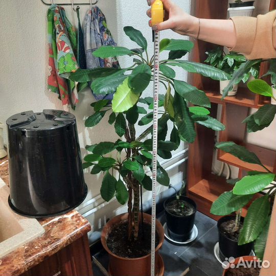 Молочай большой беложильчатый