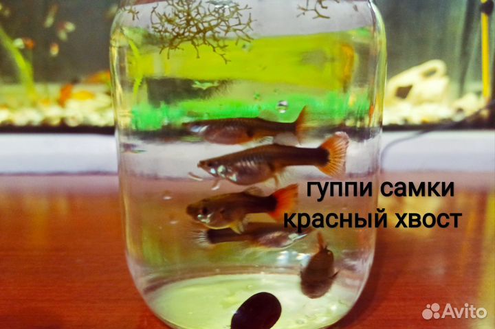 Рыбки Гуппи Меченосцы Моллинезии Сомики