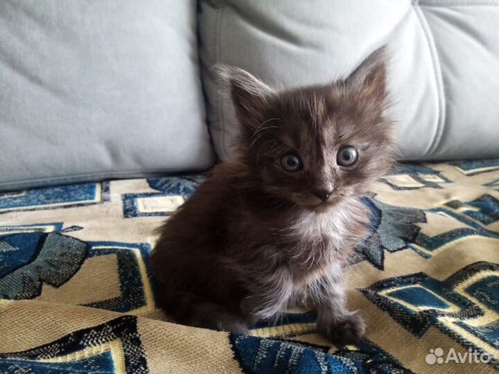 Кошка в дар бесплатно