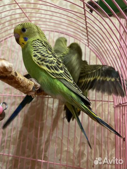 Волнистый попугай